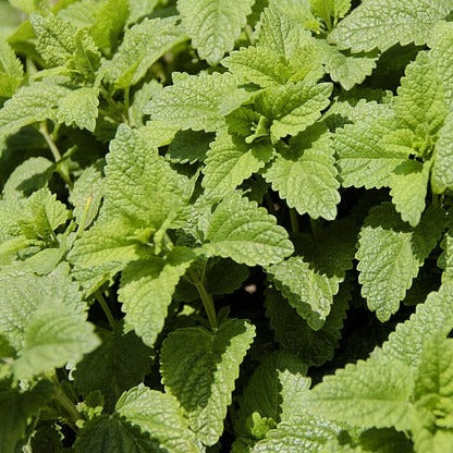 Vinesation Lemongrass Mint White Balsamic 200ml