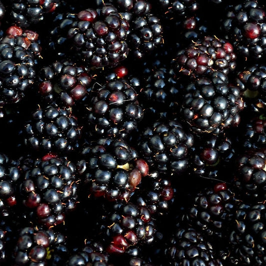 Vinesation Blackberry-Ginger Dark Balsamic 200ml
