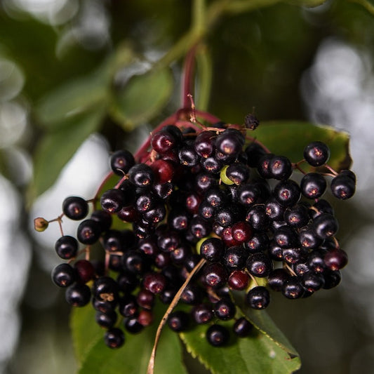 Vinesation Elderberry Dark Balsamic 200ml